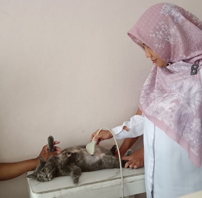 Dokter Bambang Pets Care Dokter Hewan Cirebon : Gambar dari Google