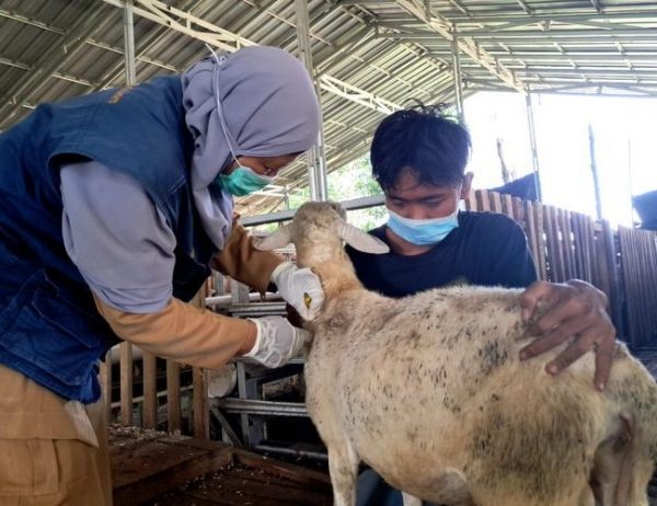 Dokter Hewan Bandar Lampung : Gambar dari Kompas