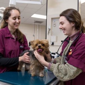 Dokter Hewan Cirebon : Gambar dari Virginia Tech