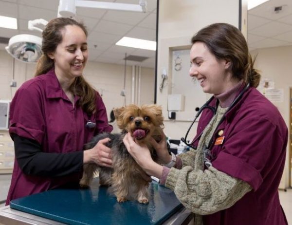 Dokter Hewan Cirebon : Gambar dari Virginia Tech