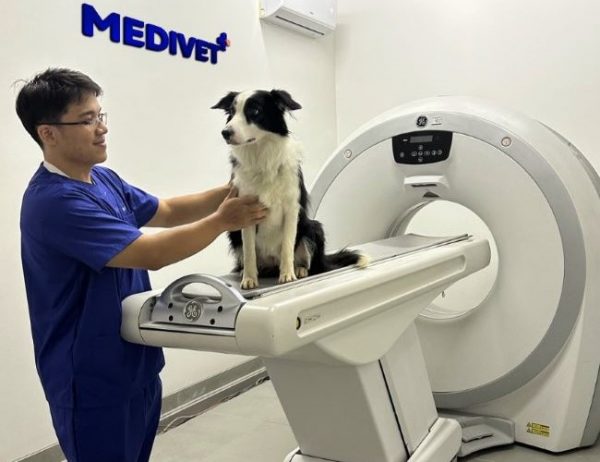 Dokter Hewan Jakarta Barat : Gambar dari Medivet Clinic Instagram