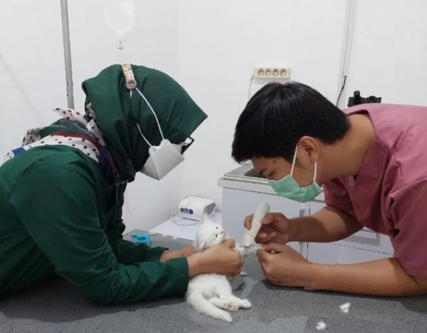 Dokter Hewan Palembang : Gambar dari Wonder Pet Palembang Google