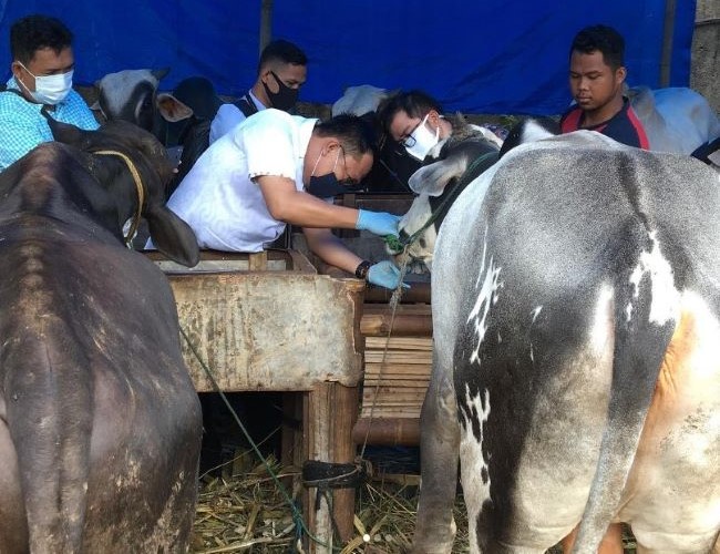 Puskeswan Bandar Lampung : Gambar dari Puskewan Bandar Lampung Instagram