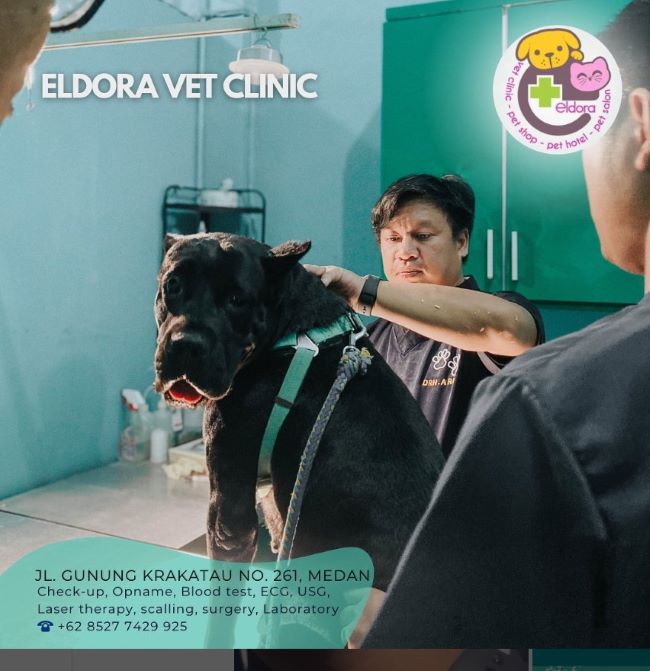 drh. Ari Ramadhan Dokter Hewan Medan : Gambar dari Eldora Vet Clinic