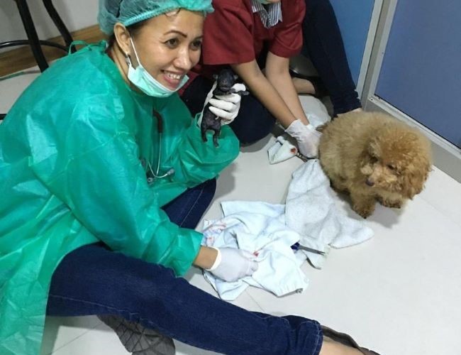 drh. Dewi Naike Nainggolan, M.Si Dokter Hewan Medan : Gambar dari Monsabel Pet Clinic Instagram