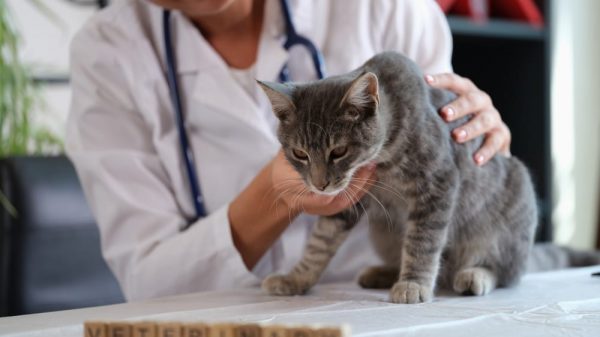 Dokter Hewan Denpasar Terdekat Yang Bagus and Murah, No 2, 3 Buka 24 Jam